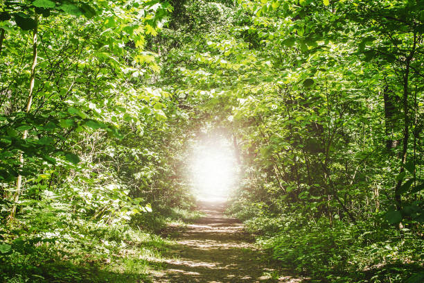 istock Forest road background. Shiny glowing end of the path. 1360532437