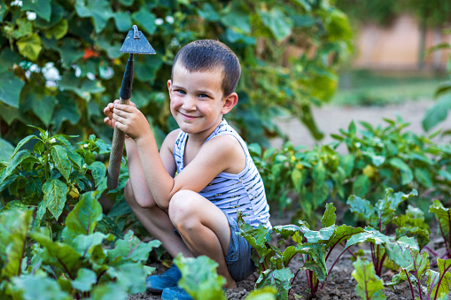 A photo of a cheerful boy picking vegetables  in organic garden.