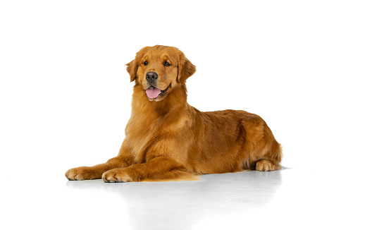 Beautiful purebred long-haired dog, Golden retriever lying on floor isolated over white studio background. Concept of motion, action, pets love, animal life. Copy space for ad. Looks sweet, happy