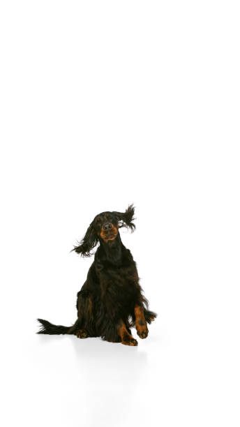istock One purebred dog, Scottish Gordon Setter posing isolated over white studio background. Concept of animal 1360533232