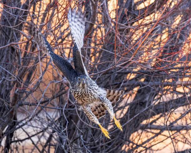 Cooper's Hawk (Accipiter cooperii) A young Cooper's hawk displays his acrobatic skills through a tangle of branches. galapagos hawk stock pictures, royalty-free photos & images