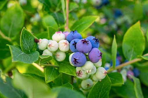 bunch of blueberries ripening on the bush