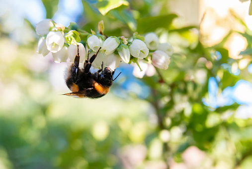 A bumblebee collects nectar from blueberry flowers