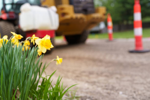 Daffodil Flowers and Large Construction Equipment