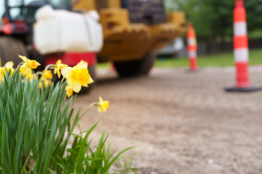 A low angle view of yellow daffodil flowers in front of large tractor construction equipment and safety traffic cones.  The residential street is under repair.
