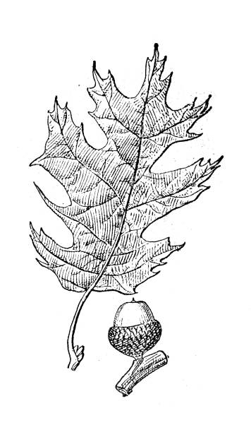 illustrazioni stock, clip art, cartoni animati e icone di tendenza di illustrazione antica: quercus velutina, quercia nera - acorn oak oak tree leaf