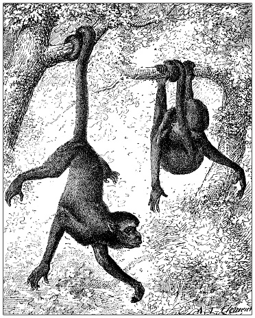 Antique illustration: red-faced spider monkey (Ateles paniscus)