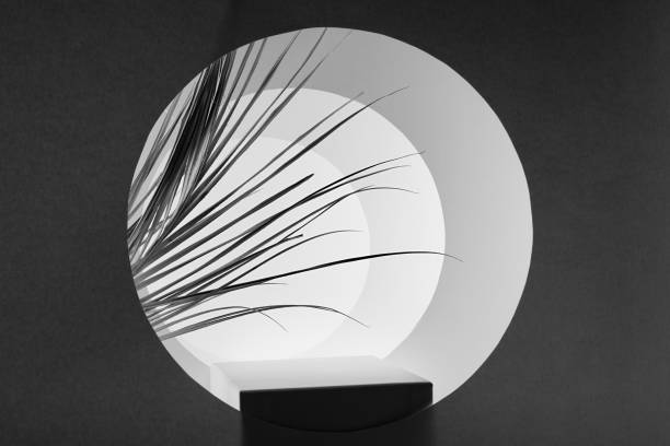 Abstract elegant white, dark grey stage with black rectangle podium, reed leaves, round frames as channel in silhouette with perspective, scene mockup for presentation product, advertising, design.