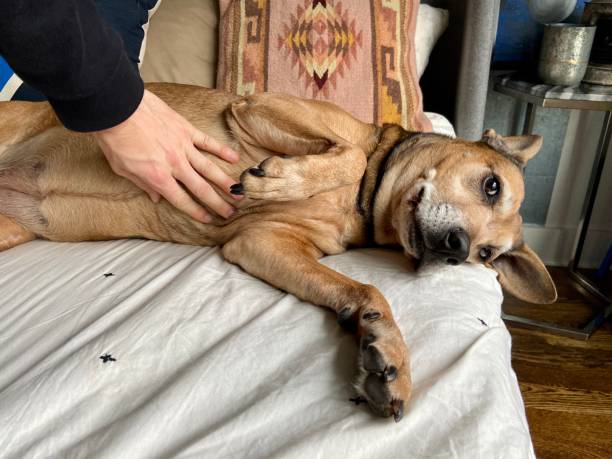istock Happy dog getting a belly rub 1360538804