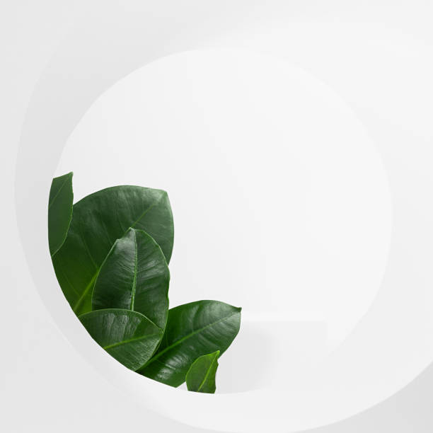 istock Spring stage mockup for presentation cosmetic product, design, advertising with white circle frame, podium, green tropical ficus leaves, sunlight in soft light elegant fresh vacation style, square. 1360538833