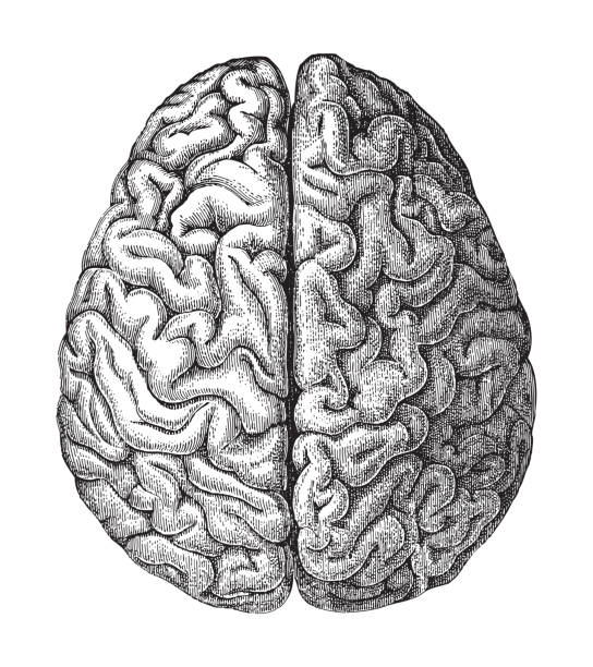 cerebro humano - ilustración grabada vintage - grabado al aguafuerte fotografías e imágenes de stock