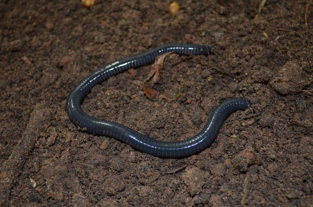 istock Brazilian caecilian 1360542160