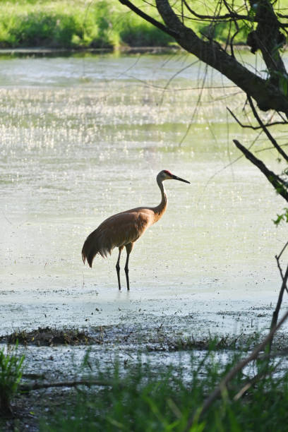 istock Sandhill Crane in Shallow Water. 1360542441