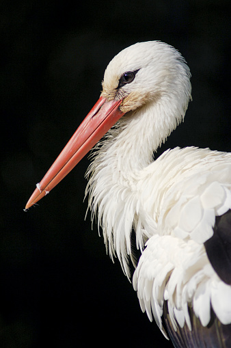 White stork in zoo