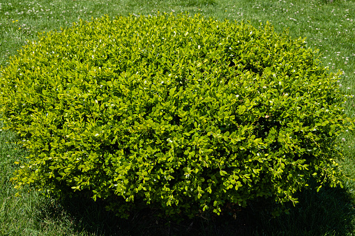 Huge bush of Boxwood Buxus sempervirens or European box with bright shiny young green foliage on blurred green background. Close-up, selective focus. Perfect backdrop for any natural theme.