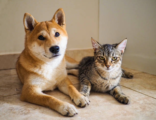 щенок сиба-ину и его друг полосатый котенок - puppy feline domestic cat fur стоковые фото и изображения