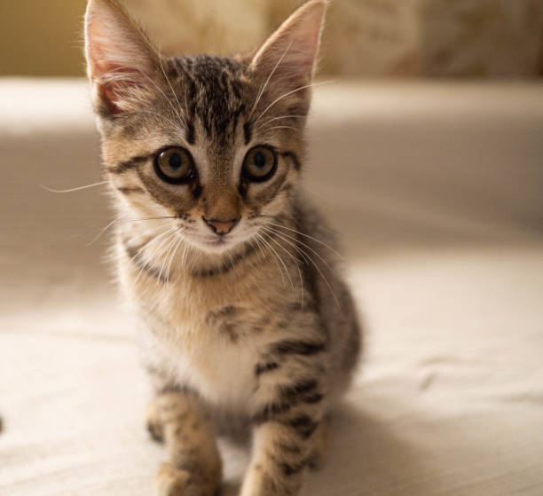 istock The face of a smart tabby cat 1360545342