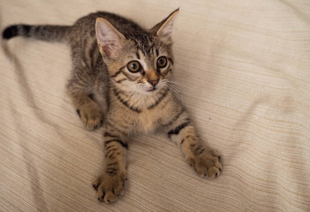 istock The face of a smart tabby cat 1360545361