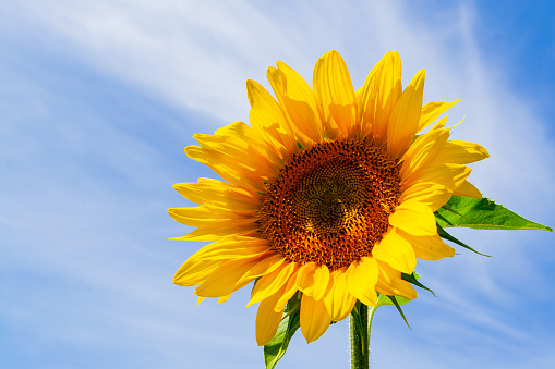 Sunflower close-up against a blue sky. Lonely sunflower flower on a background of a beautiful sky with copy space.