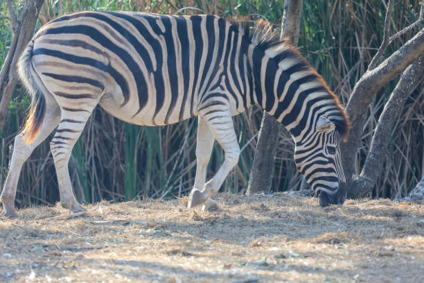 istock The burchell zebra in farm at thailand 1360549014