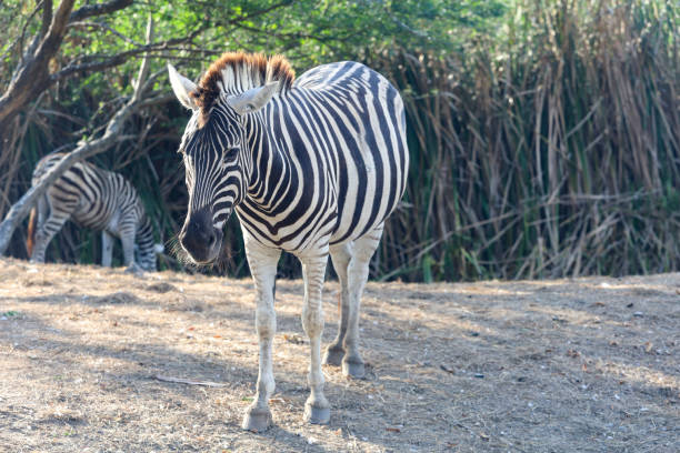 istock The burchell zebra in farm at thailand 1360549101