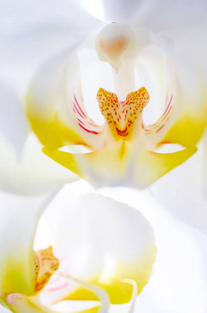 istock White orchid flower on light background 1360549579