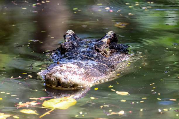 istock Close up head crocodile is show head in river 1360550213