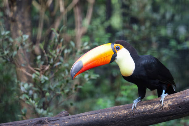 istock The toco toucan bird on the wood tree in forest 1360550275