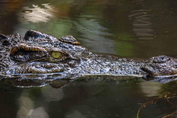 istock Close up head crocodile is show head in river 1360550314