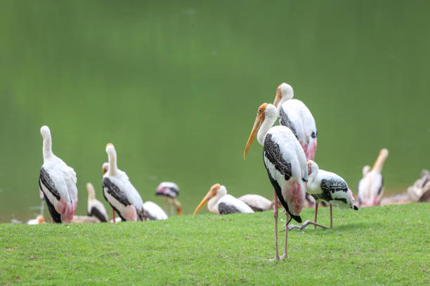 istock The Painted Stork bird (Mycteria leucocephala) in garden 1360550381