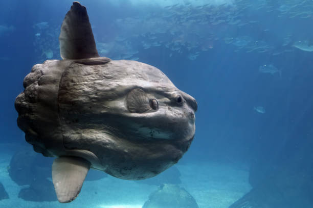 istock Sunfish underwater close up portrait 1360551240