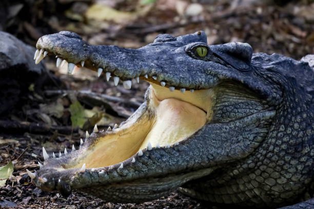 istock Close up crocodile is action show head in garden 1360551872