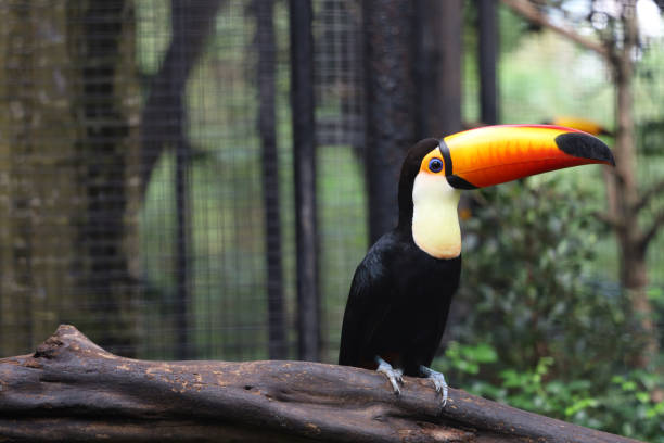 istock The toco toucan bird on the wood tree in forest 1360551880