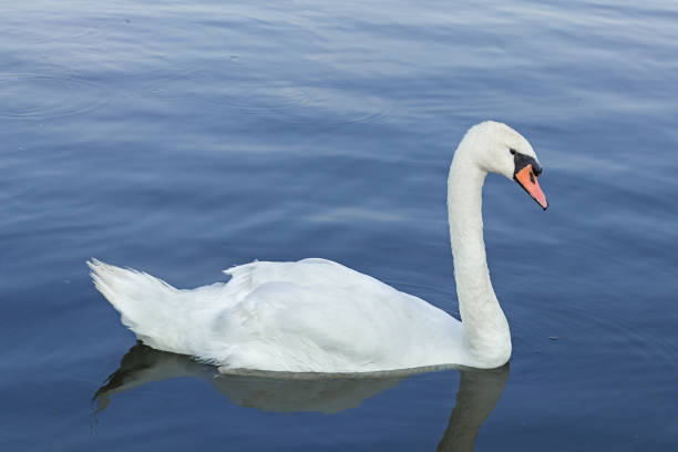 istock White swan floating on lake at summer day. 1360551894
