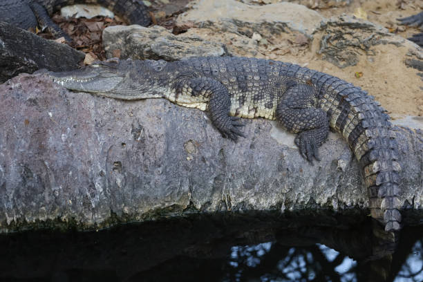 istock Close up crocodile is action show head in garden 1360552531