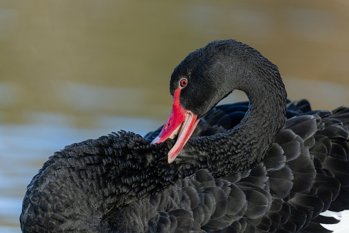Black swan feeding on shore