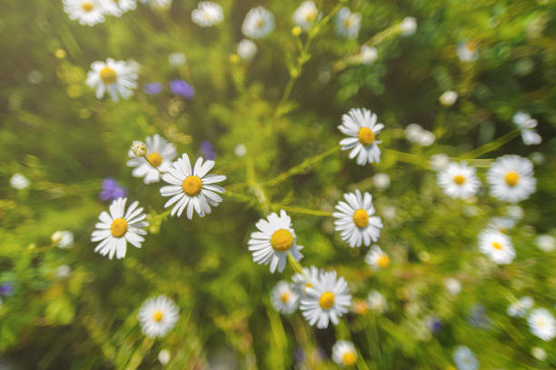 istock Beautiful blooming daisy field. Daisy flower background. 1360552606