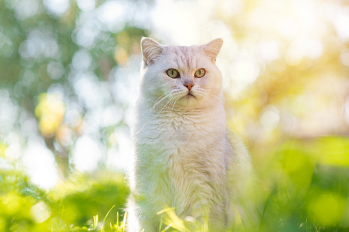 British Shorthair Cat in the Garden