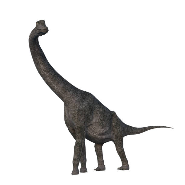 istock Brachiosaurus Jurassic dinosaur. 3D illustration isolated on white background. 1360553147