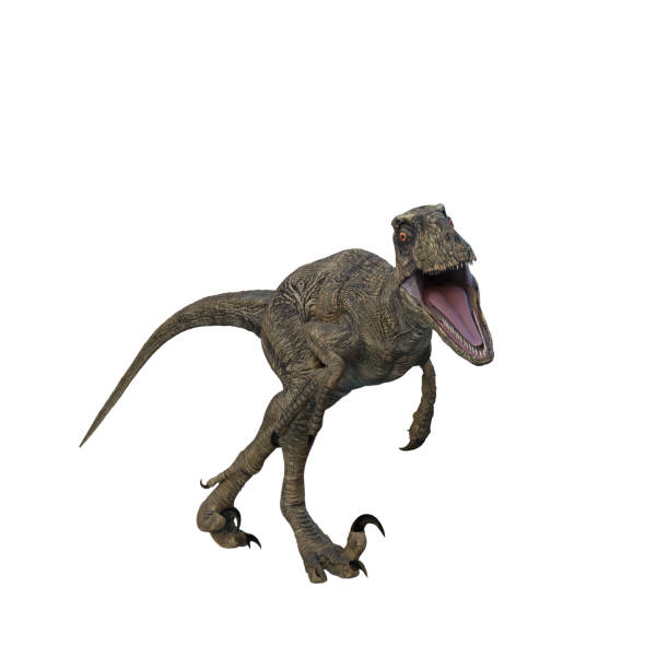 istock Deinonychus dinosaur. 3D illustration isolated on white background. 1360553231