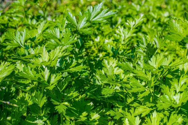 istock Parsley, or garden parsley (Petroselinum crispum) 1360553304