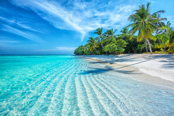 maldive tropicali - isole maldive foto e immagini stock