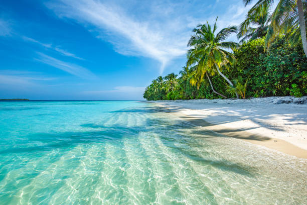isla tropical de maldivas - idílico fotografías e imágenes de stock