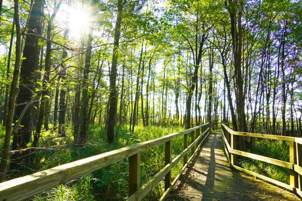 Green forest with hiking trails in the Muritz National Park.