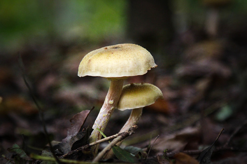 Fresh mushroom in green forests as seem during the mushroom season.