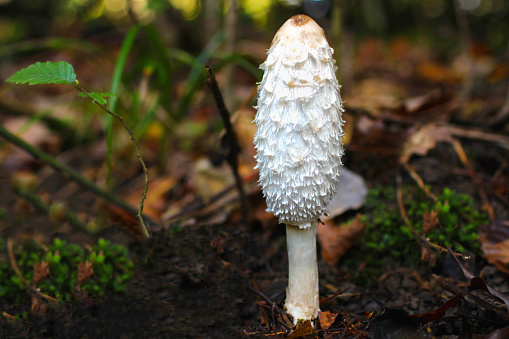 Fresh mushroom in green forests as seem during the mushroom season.