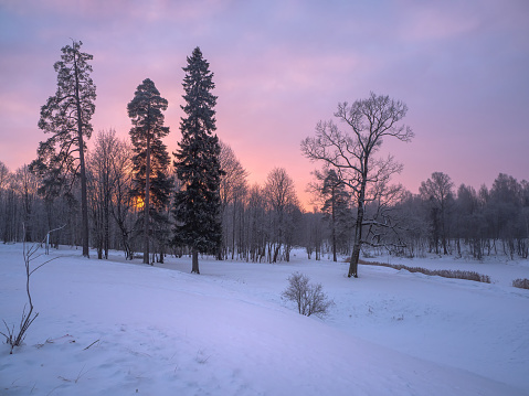 Winter forest with sunrise. Purple and magenta undertones.