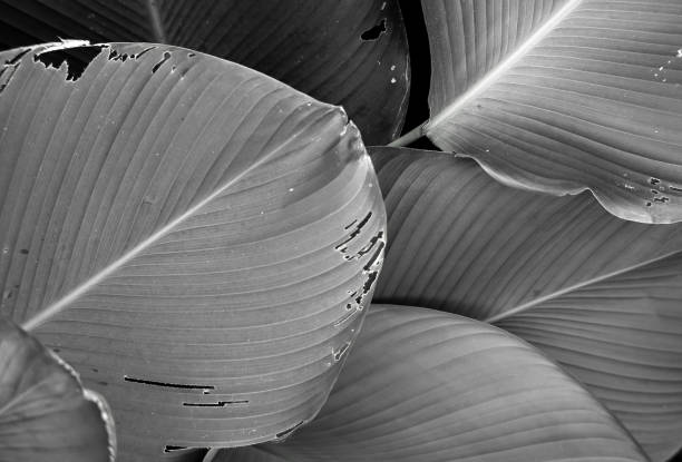 istock black and white of leaf 1360558661