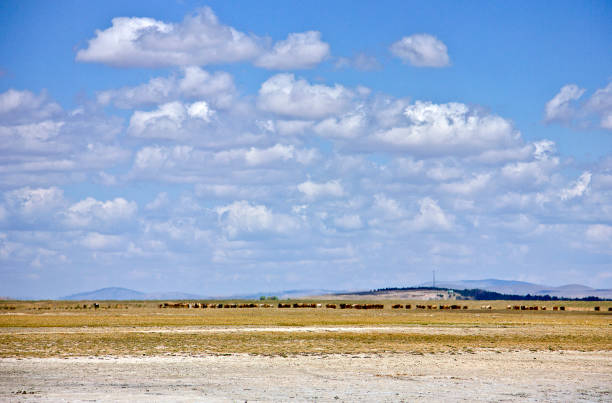 beautiful grasslands in West China