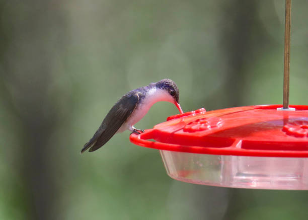 istock Violet-crowned Hummingbird (male) (amazilla violiceps) at a hummingbird feeder 1360560212